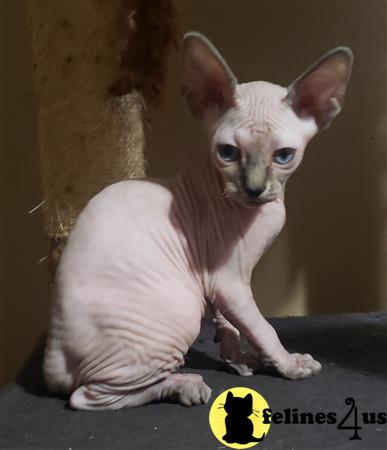 Barenakedsphynx Picture 2